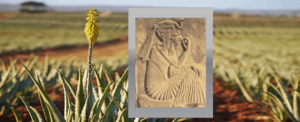 image of aloe field owned by Forever Living with a small overlay of an ancient tablet showing aloe use in history